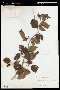 Crataegus miniata image