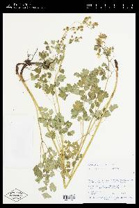 Thalictrum fendleri image