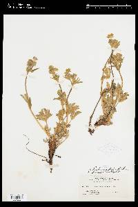 Potentilla diversifolia image