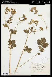 Potentilla rupestris image