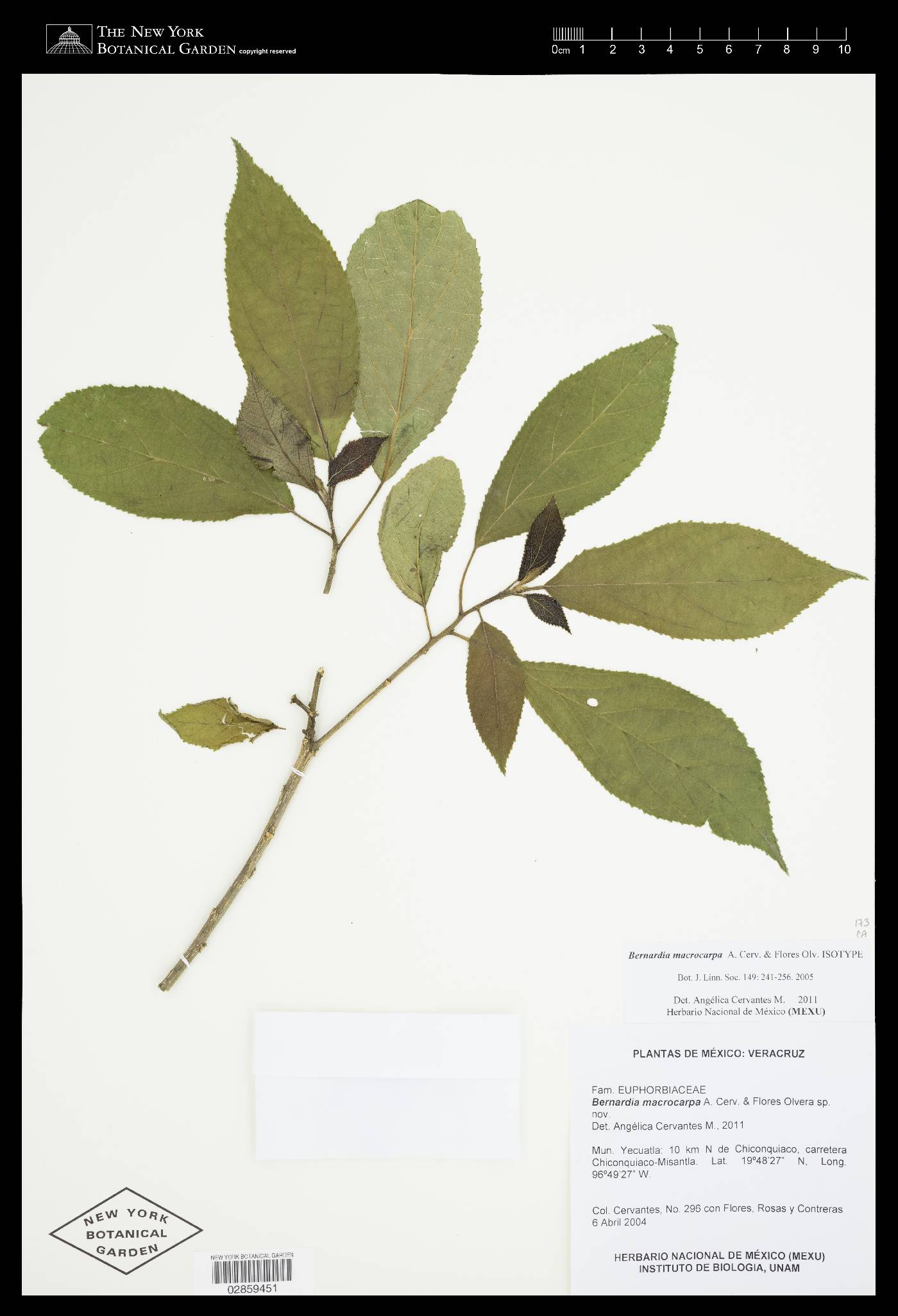 Bernardia macrocarpa image