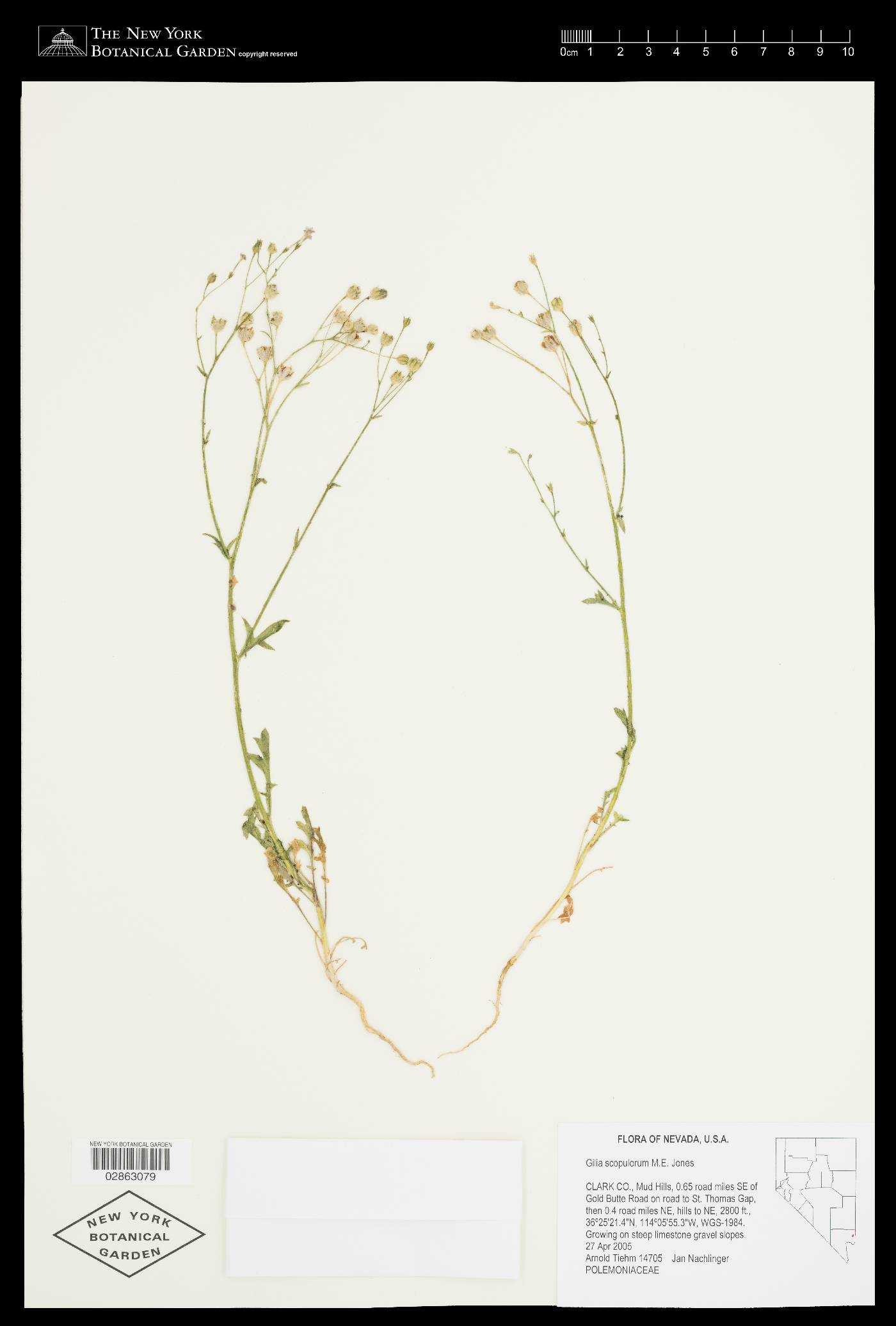 Gilia scopulorum image