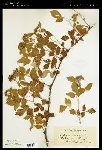 Image of Rubus canadensis