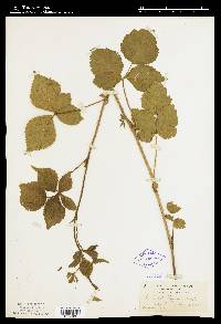 Rubus flagellaris image