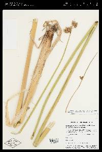 Schoenoplectus acutus var. occidentalis image