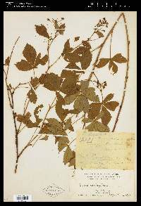 Image of Rubus nigricans