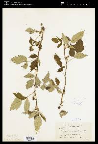 Rubus occidentalis image