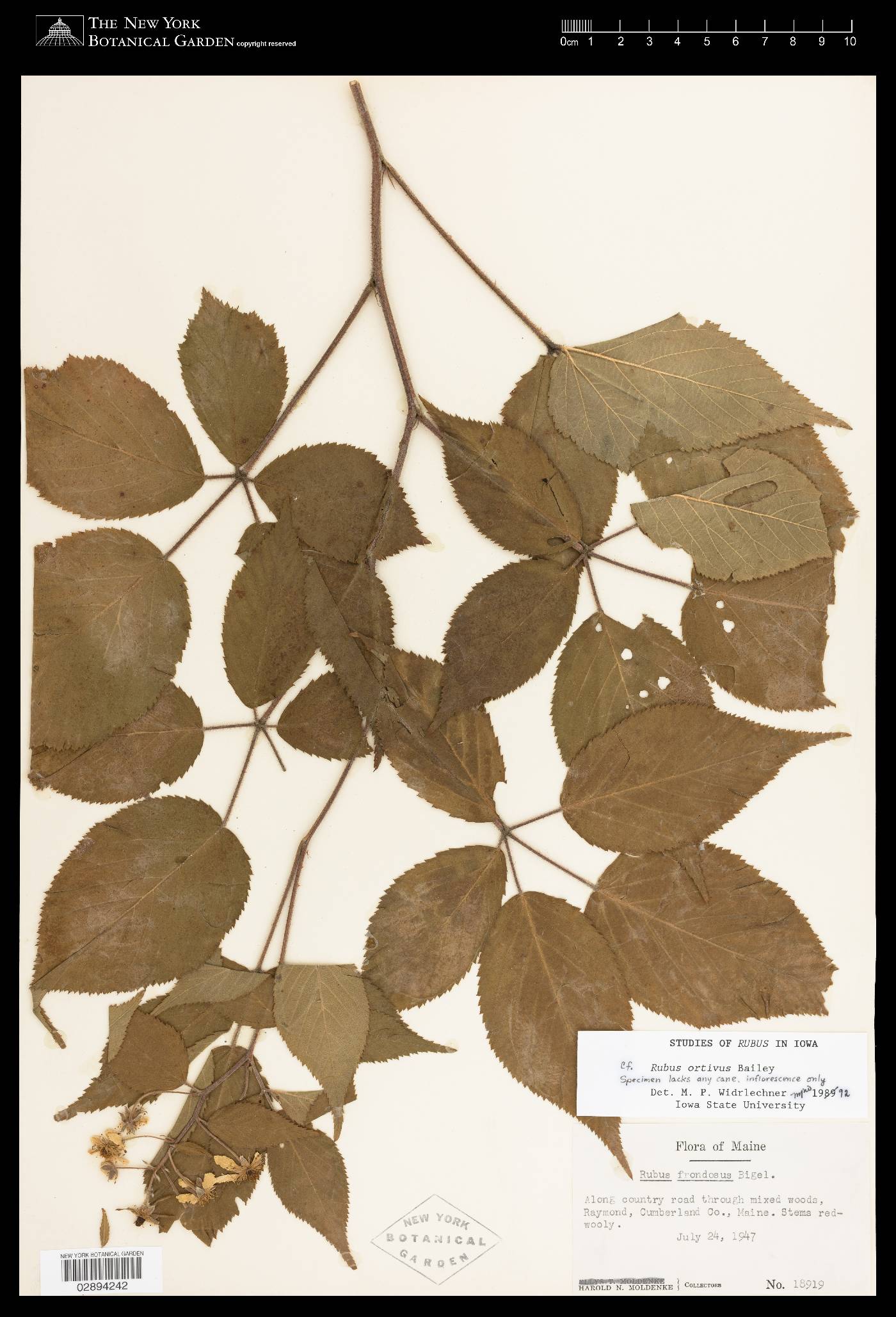 Rubus ortivus image
