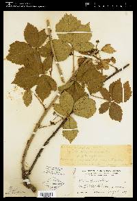 Rubus procumbens image