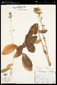 Image of Hieracium floridanum