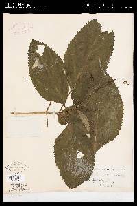 Collinsonia canadensis image