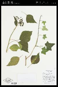 Hedera helix image