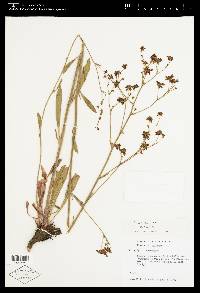 Eriogonum alatum image