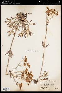 Eriogonum heracleoides image