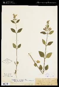 Scutellaria ovalifolia image