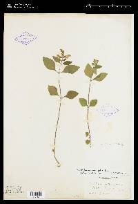 Image of Scutellaria ovalifolia