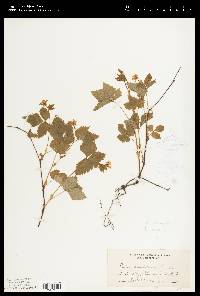 Rubus pubescens image