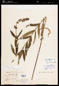 Stachys pilosa image