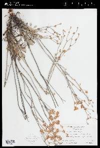 Eriogonum strictum image