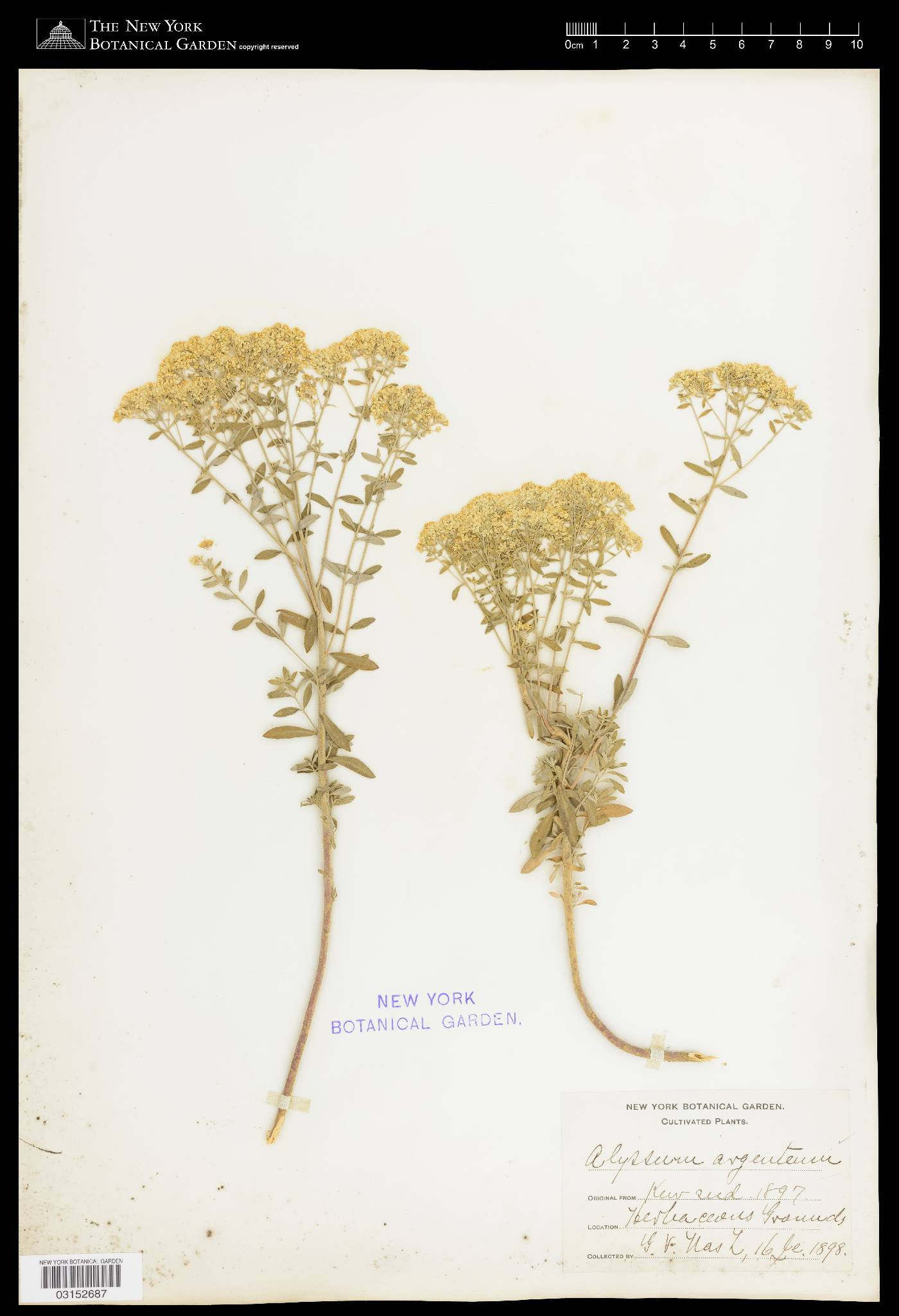 Alyssum argenteum image