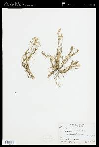 Image of Arenaria laricifolia