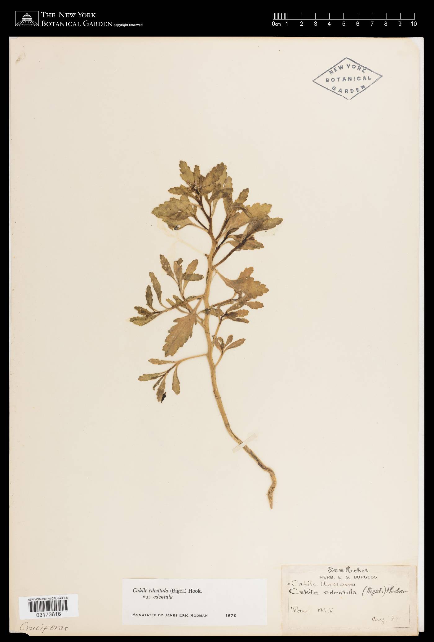 Cakile edentula var. edentula image