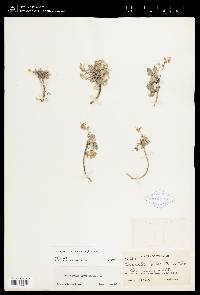 Physaria carinata subsp. paysonii image