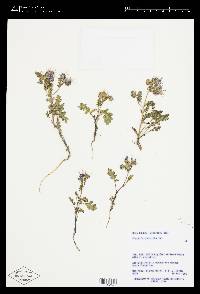 Phacelia crenulata image