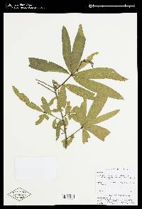 Quercus phellos image