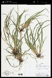 Carex abscondita image