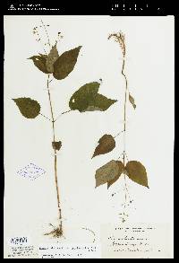 Circaea canadensis image