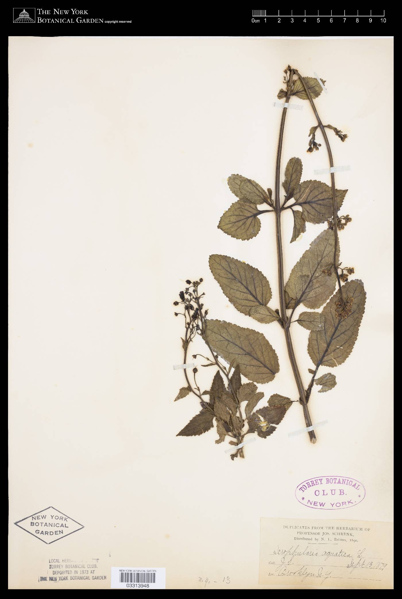 Scrophularia aquatica image