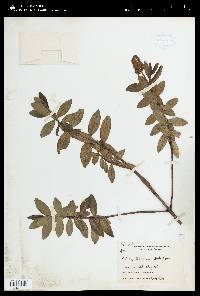 Veronica speciosa image