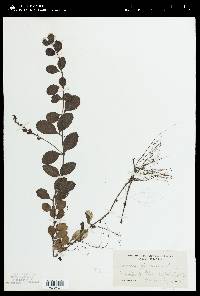 Veronica officinalis image