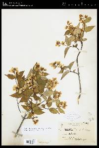 Philadelphus tomentosus image