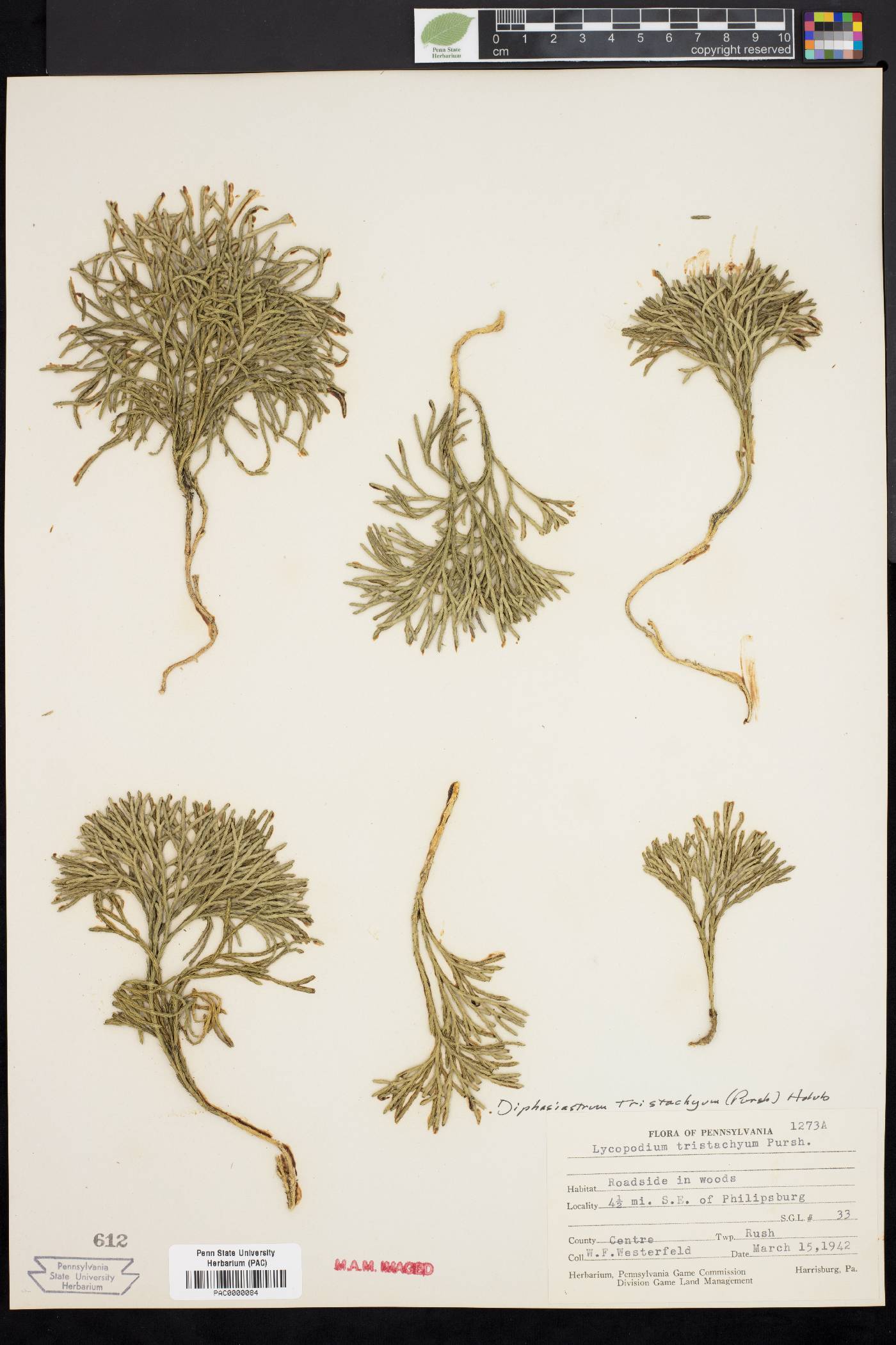 Diphasiastrum tristachyum image