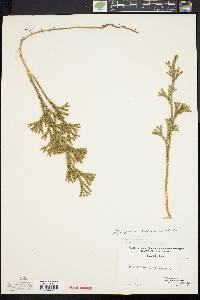 Dendrolycopodium dendroideum image