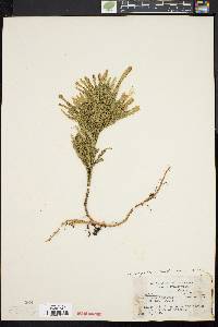 Dendrolycopodium dendroideum image