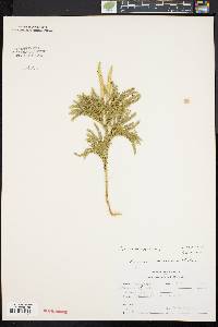 Dendrolycopodium dendroideum image