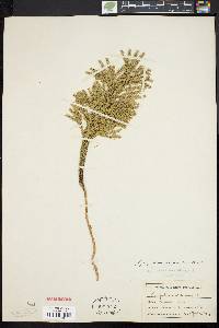 Dendrolycopodium dendroideum image