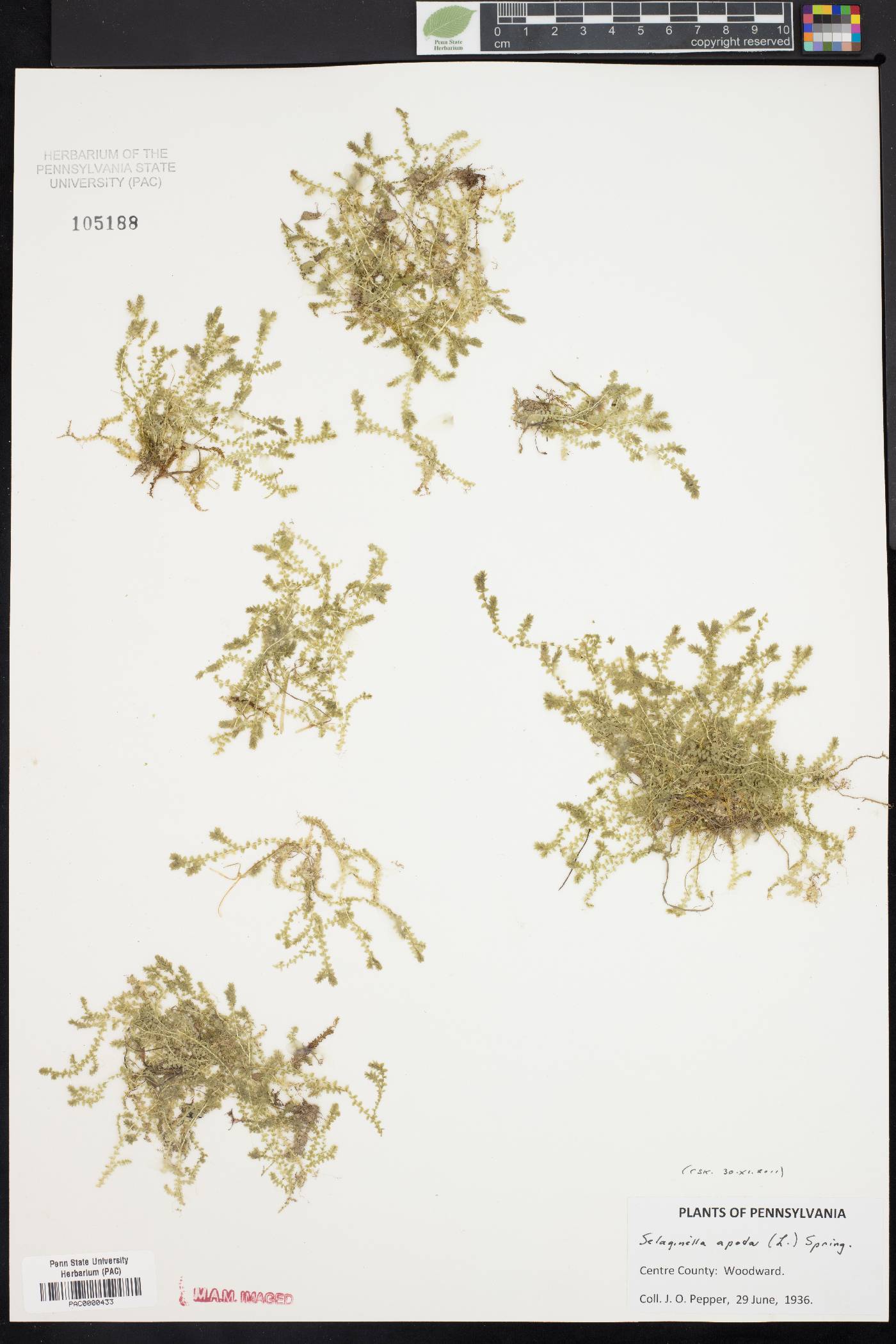 Selaginella apoda image