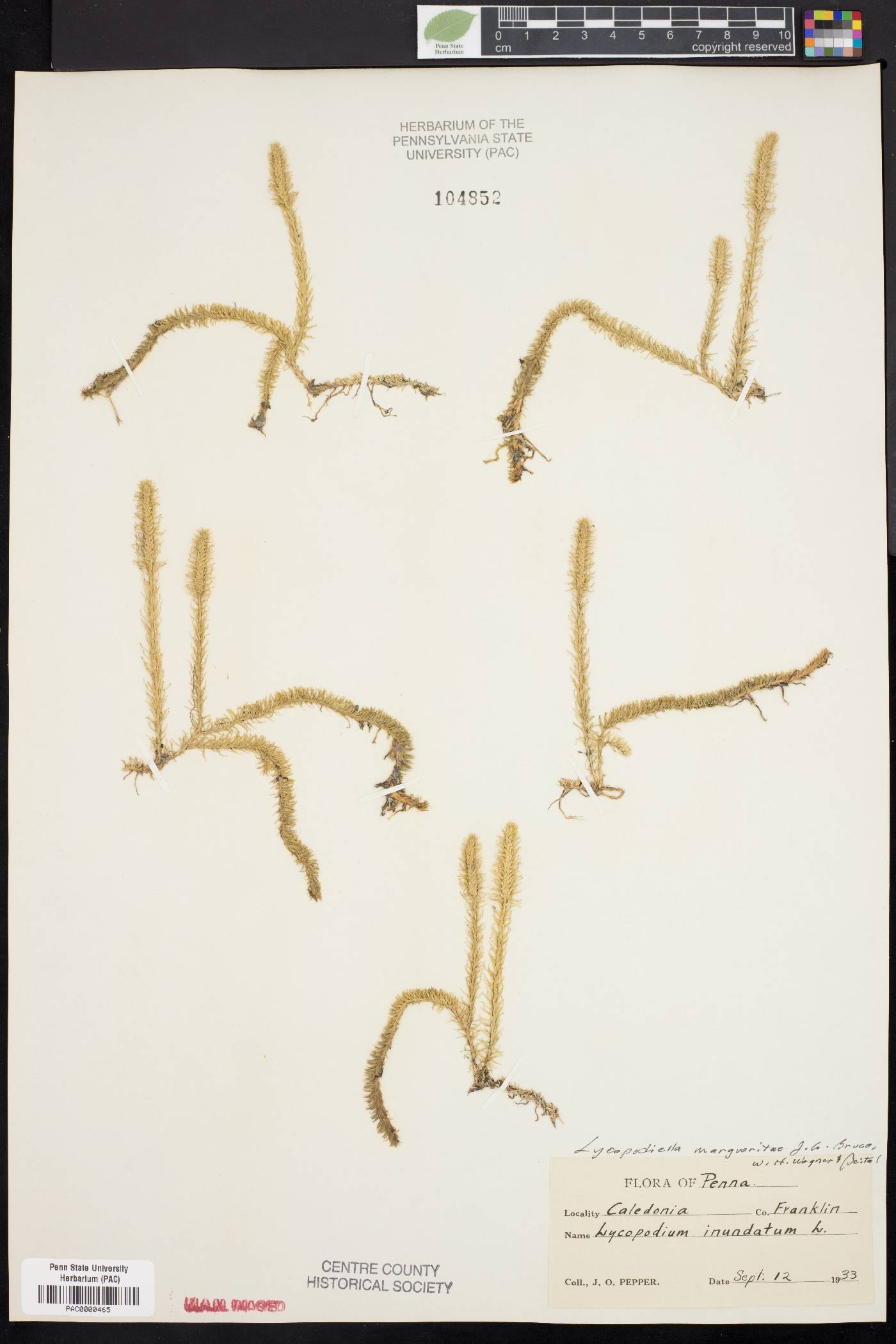 Lycopodiella margueritae image