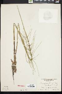 Equisetum fluviatile image