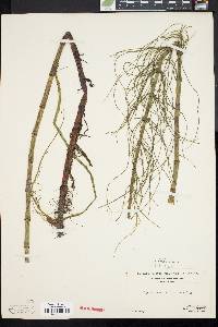 Equisetum fluviatile image