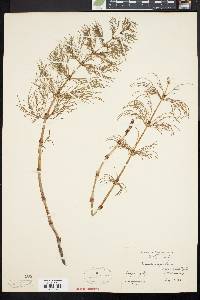 Equisetum sylvaticum image