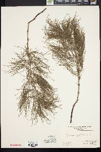 Equisetum sylvaticum image