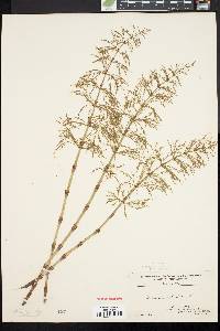 Equisetum sylvaticum image