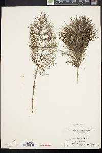 Equisetum sylvaticum image