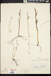 Botrychium matricariifolium image