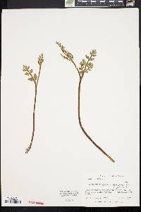 Botrychium matricariifolium image